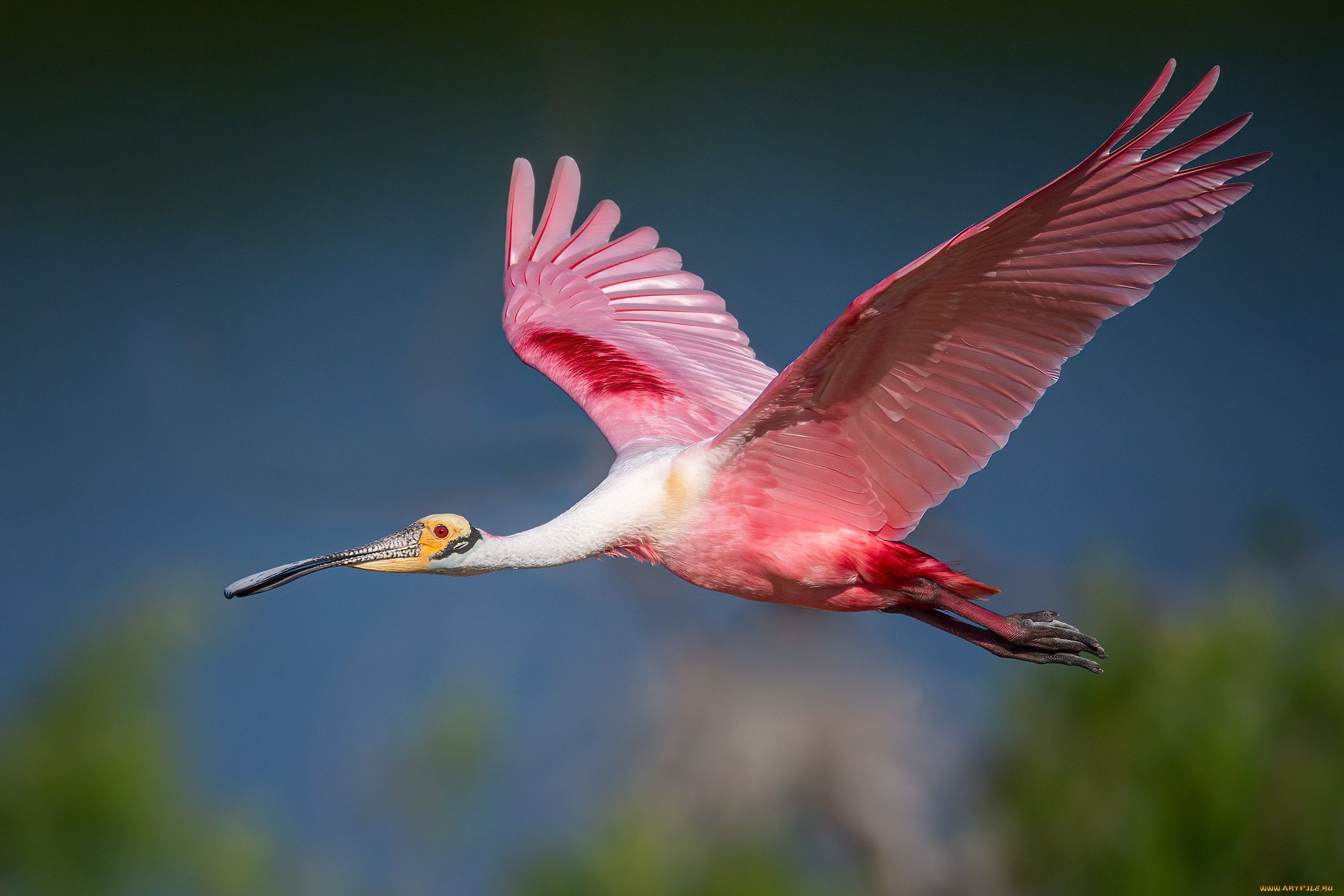 ��������, �����, �����